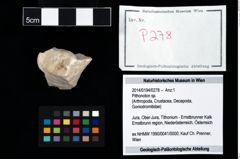 Foto (Objekt + Etikett) von Pithonoton sp.  (NHMW-GEO-2014-0194-0278)